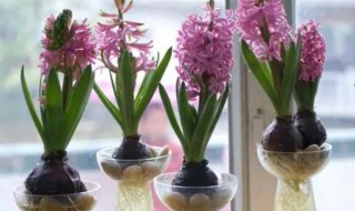 水培风信子多久换一次水 水培风信子第二年怎么养