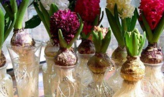 水培风信子有毒吗 水培风信子是一次性的吗