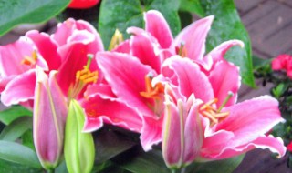 香水百合花语是什么（百合花语 香水百合）