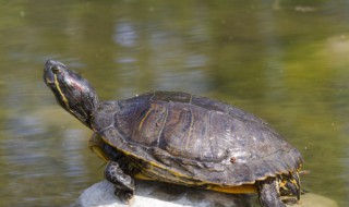 海龟为什么会流泪（海龟为什么会流泪的作者是谁）