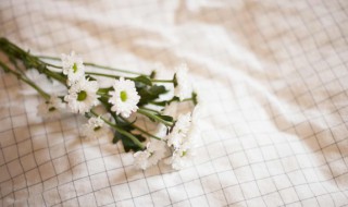 雏菊可以送人吗（绿心白边小雏菊可以送人吗）