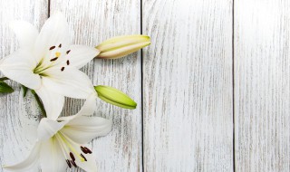 百合开花后怎么处理 油点百合开花后怎么处理