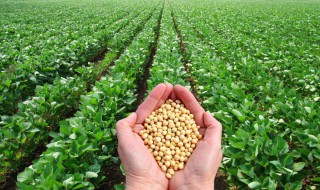 大豆的种植方法和时间（大豆的种植方法和时间怎么管理大豆）