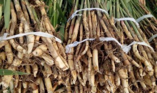 芦苇根哪些人不能吃 芦苇根可以直接吃吗