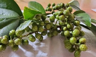 湿花椒怎么保存（新鲜湿花椒如何长期保鲜）