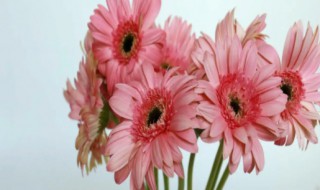 粉色非洲菊花语是什么 粉色非洲菊花语