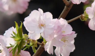 山樱花的花语 山樱草花语
