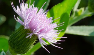 白蓟花的花语是什么（蓝蓟的花语是什么）