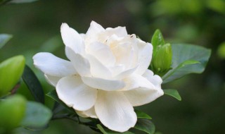 栀子花怎么换盆（栀子花怎么换盆以后注意什么）