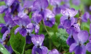 紫罗兰怎么繁殖（紫罗兰怎样繁殖）