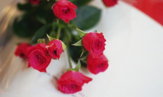 五月份开什么花 上海五月份开什么花