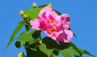 芙蓉花的花语 芙蓉花的花语和寓意