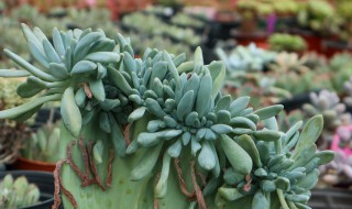 多肉品种有哪些 好看的多肉品种有哪些