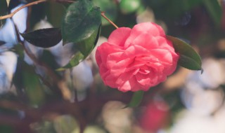 粉色杜鹃花语是什么（粉色杜鹃花花语象征与寓意）