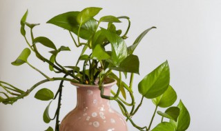 绿萝花语是什么（大绿萝花语与寓意）