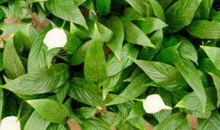 白掌的花语是什么（白掌花的含义）