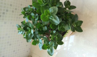 长寿花怎样修剪（长寿花怎样修剪才能开花）