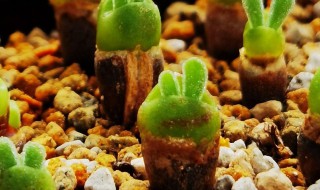 碧光环怎么保持短耳朵（碧光环耳朵太长）