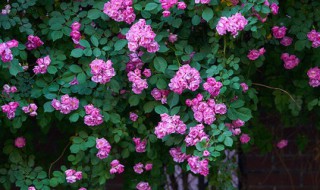 紫蔷薇的花语是什么（紫色蔷薇的花语是什么）