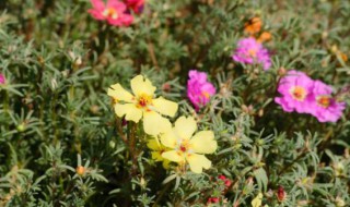 太阳花怎么养开花多 怎样养太阳花开的好