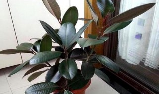 橡皮树的繁殖方法 橡皮树的养殖方法和注意事项