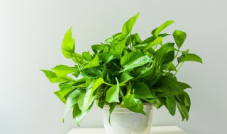 什么绿植除甲醛最好（什么绿植除甲醛最好最快）