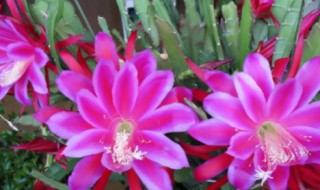 令箭荷花用高盆还是小盆栽好（令箭荷花用深盆栽好还是浅盆栽好）