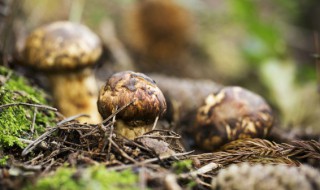 鲜松茸炒要焯水吗 炒松茸要不要过水焯