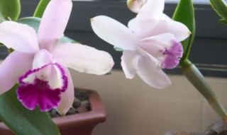 卡特兰怎么养 卡特兰怎么养才能开花不断