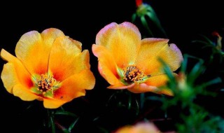 午时花什么时候开（午时花什么时候开,什么时候合上）