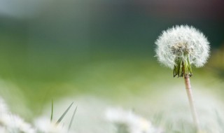 蒲公英的好处 女人常喝蒲公英的好处