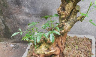 黄荆下山桩怎么成活快 黄荆下山桩成活率高吗