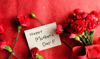 33支粉色康乃馨的花语（9支粉色康乃馨花语）