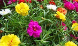 太阳花为什么不开花呢 太阳花没太阳就不开花吗