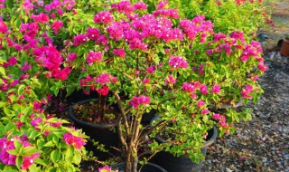 西洋鹃的养殖方法和注意事项 西洋杜鹃怎么养
