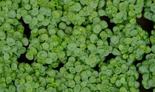 铜钱草水养怎么养(铜钱草水养的养殖方法和注意事项)