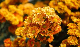 盆栽菊花的养殖方法（盆栽菊花的养殖方法和注意事项）