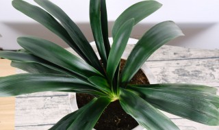 君子兰开花的养护 君子兰开花期的养护