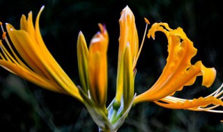 忽地笑怎么养 忽地笑可以养家里吗