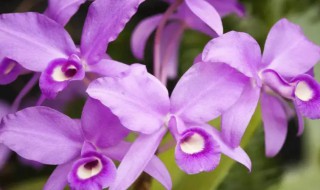 卡特兰的花语（cattleya卡特兰花语）