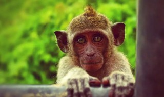 为什么哺乳动物的眼睛要长在前面 哺乳动物中眼睛最大的