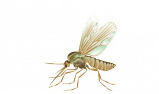 四害指的是哪四种（四害指的是哪四种动物）