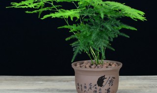 2022年高考家里为什么摆文竹