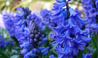 风信子什么颜色寓意好 风信子颜色代表什么