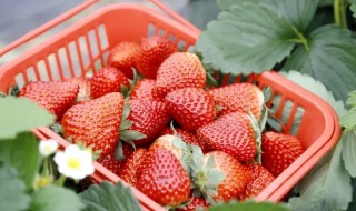 12月份草莓是反季水果吗 11月份的草莓是反季节水果吗