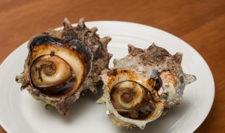海螺一般煮多久能熟 海螺多长时间能煮熟啊