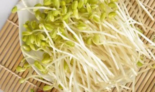 绿豆芽是什么(绿豆芽是什么发育来的)