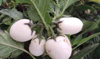 人参果可以减肥吗（人参果可以减肥吃吗）