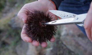 海胆怎么打开（海胆怎么打开是黑色的）