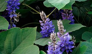 葛花的营养价值 葛花的营养成分